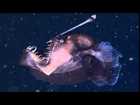 Full - The anglerfish: The original approach to deep-sea fishing