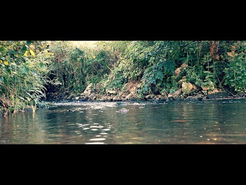 Fox Sailor Scenes #3 - Stream in the Woods