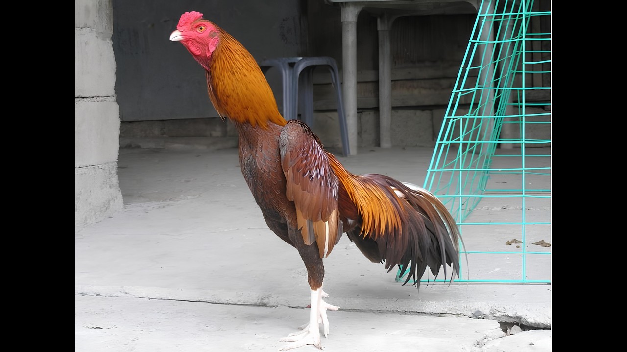 [Elsword KR] 디아로 미러 델 괴조를 잡아보자