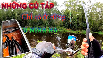 Câu cá lóc đen ở rừng u Minh Hạ .cá ăn toàn chại tới đái kênh#du phan fishing
