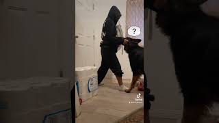 Pretending To Be Frozen In Front Of My Dog #dog #shorts #viral #puppy #dogs #dogsoftiktok