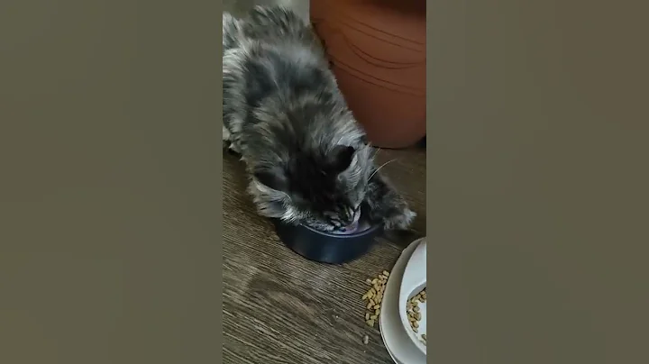 Watch the video about How the Maine Coon drinks water