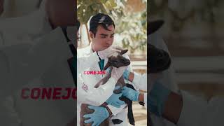 Study Veterinary Medicine and Animal Science at UPSJB✈️🏨🍽️