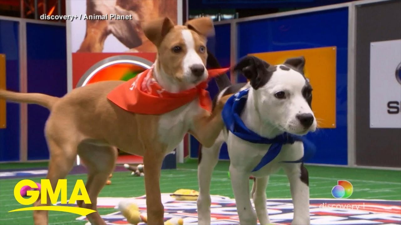 A look into Animal Planet's annual 'Puppy Bowl' - YouTube