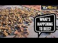 10 Mysterious Mass Animal Deaths