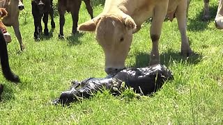 Calf being born shows the miracle of birth on the farm