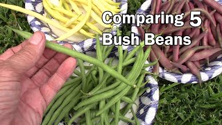 Comparing 5 Types Of Bush Beans Grown In Grow Bags And GreenStalk