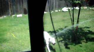 Boris Takes A Shower Part 2