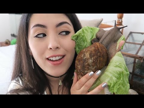 Video: Cómo Alimentar A Un Caracol Gigante