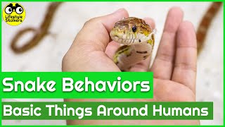 Basic Snake Behaviors Around Humans