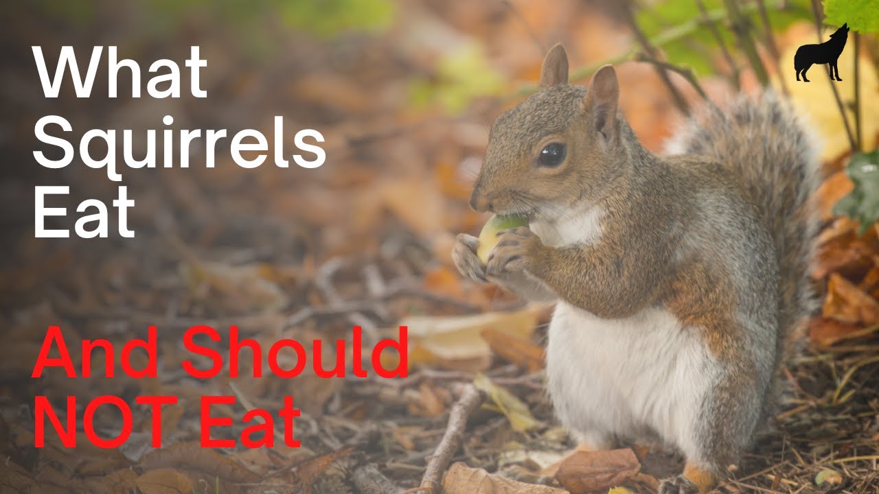 What Squirrels Eat, Their Diet, And What Not To Feed Them