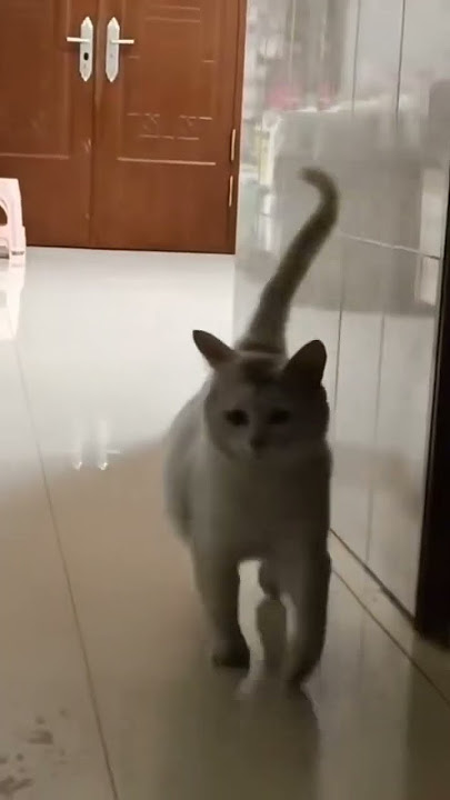 reflek kepala geleng geleng