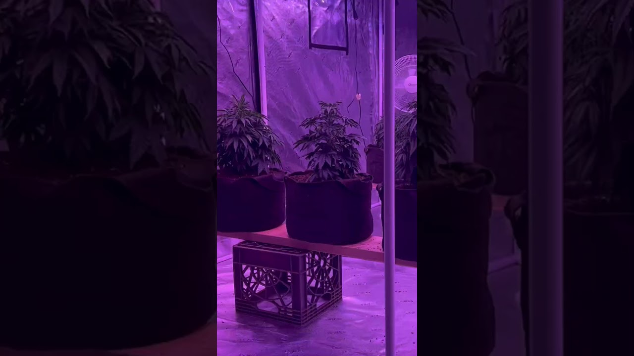 Cannabis Plants Transplanted to 5 Gallon Fabric Pots - Week 4 Veg Stage