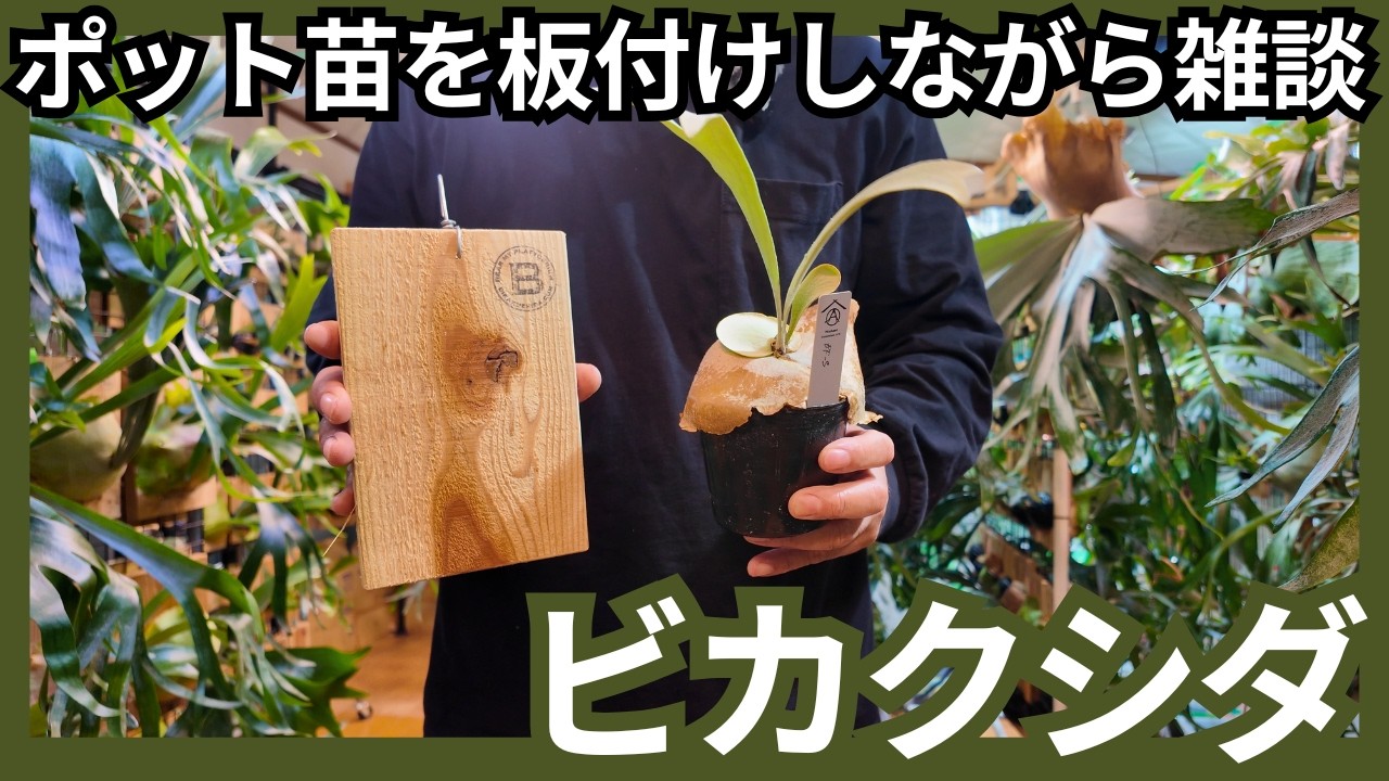 【ビカクシダの動画】ポット苗を板付けしながら雑談　観葉植物/珍奇植物