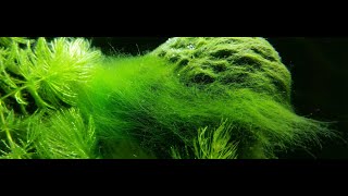 Akvaryumda Yosundan Kurtulma Yöntemleri Ve Sebepleri