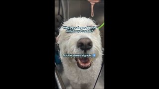 Why Dogs Sometimes Avoid Eye Contact shorts