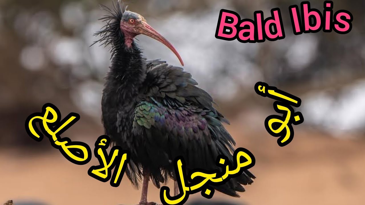 #وثائقي طائر أبو منجل الأصلع Documentary about the bald ibis
