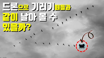 마이크로드론으로 기러기떼들을 놀래키지 않고, 같이 실제 나는 비행 영상!