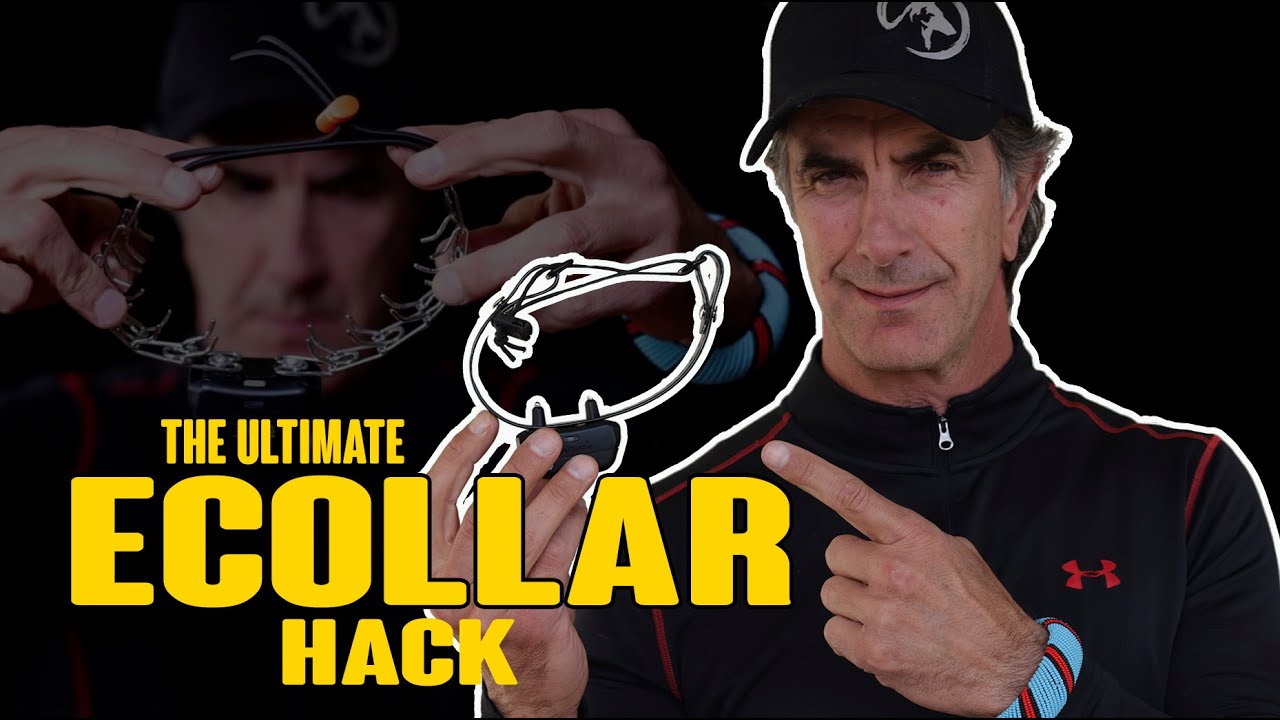 Лучший лайфхак с электронным ошейником: как я использую электронный ошейник для дрессировки своих...