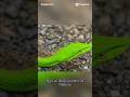 SERPIENTE LATIGO😲#shortvideo #viralvideo #viralshort #viral #animals #snake