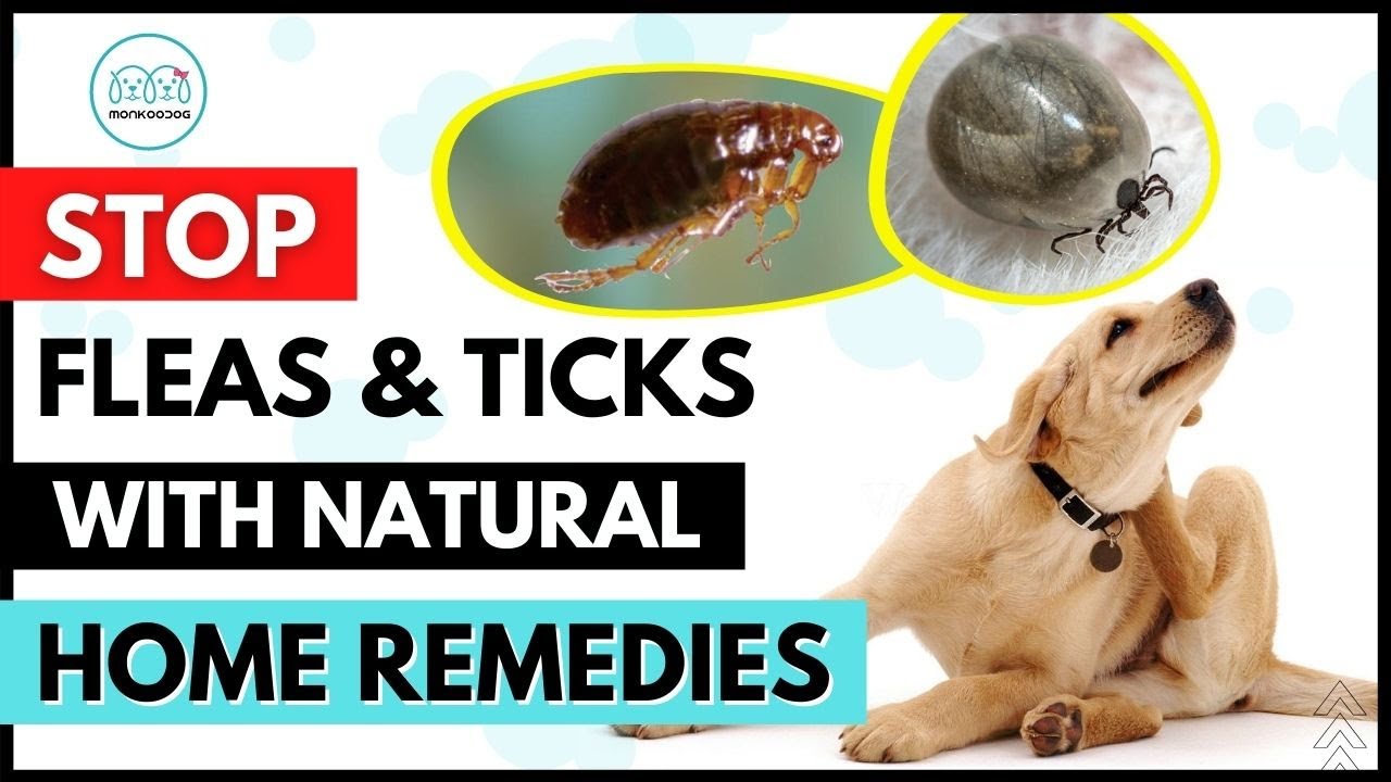 Can A Dog Get Fleas Even If Treated?