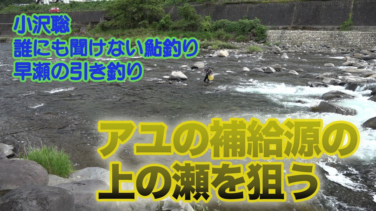 小沢聡  アユの補給源の上の瀬を狙う