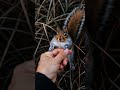 This Little Squirrel Just Changed My Life Forever!