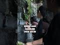 BERKEBUN SAMBIL MOMONG ADIK SPECIAL SAYA NIH Tepatnya Ngajarin Petik Kangkung BERKEBUN SAMBIL MOMONG ADIK SPECIAL SAYA NIH Tepatnya Ngajarin Petik Kangkung
