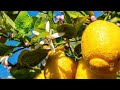 Dr nutrition  le citron 