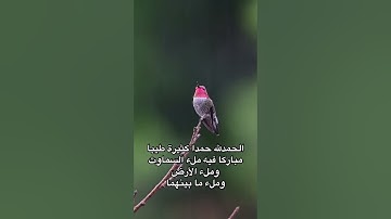 تلاوة للقاري عمر محجوب تلاوة خاشعة جميلة/طبيعة وطيور(سيحان الله وبحمده سبحان الله العظيم🤍