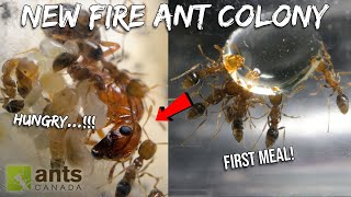 Feeding My New Fire Ant Colony Their First Meal | Never Before Seen Footage