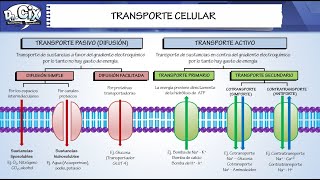 TRANSPORTE CELULAR || Biología molecular