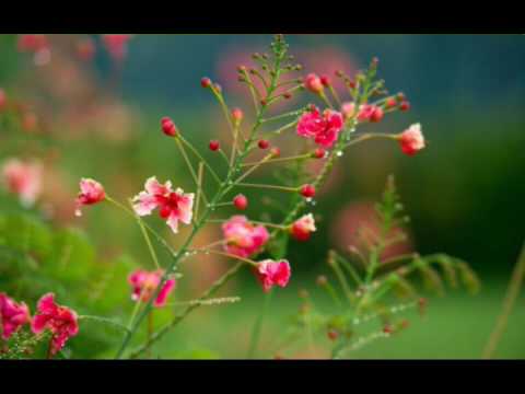 آهنگ عربی شاد شاد وان تو تری فور