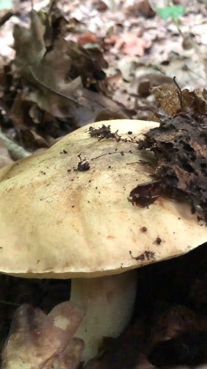 Полубілий гриб, Боровик жовтий #mushroom #природа #nature #ліс #ukraine ...