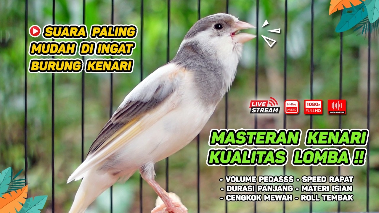 Kenari GACOR NGEREK‼️ Masteran Kenari PAUD dan Pancingan Kenari MACET BUNYI dan Betina NGIWIR - 221