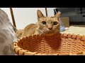 うめしゃんの3分クッキング👩‍🍳