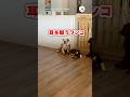 ワンコさん「これ犬の声なのか......」|PECO #犬の鳴き声 #犬 #愛犬家 #犬のいる暮らし #dogbarking #dog #dogs #doglover #doglife