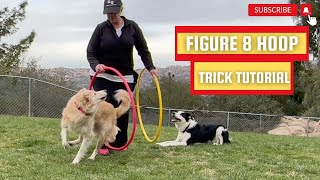 Figure 8 Hoop: Dog Trick Tutorial - DMWYD by Pam's Dog Academy 98 views 3 months ago 1 minute, 2 seconds