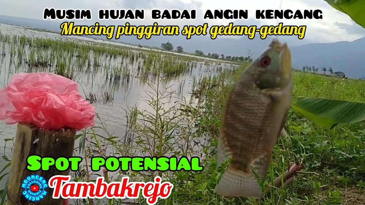 Spot Pinggiran Yang Potensial ‼️ Mancing Rawa Pening Terbaru 