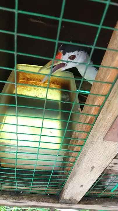 Suara Wak wak pikat AAA