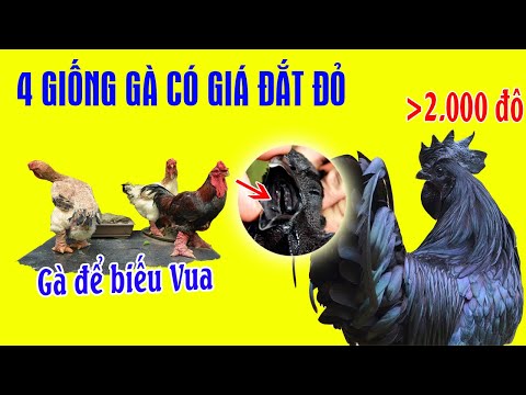 Video 4 GIỐNG GÀ ĐẶC BIỆT ĐƯỢC NUÔI ÍT Ở VIỆT NAM CÓ GIÁ... - youtube