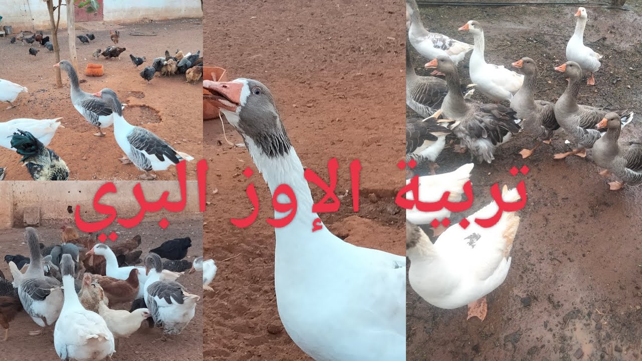 تربية الوز البري في الحضيرة🦢🦆🦢🦆