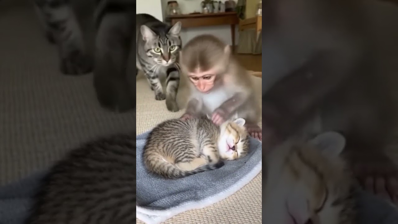 Baby Monkey Cuddles Sleeping Kitten So Gently 