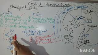 Central Nervous System I Part 3 I Neurons, neuroglial cells I Ventricles I CSF I Meninges I