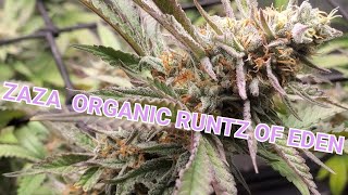 K.I.S. EPISODE 46: WHEN TO FLIP TO FLOWER EXOTIC ORGANIC INDOOR CANNABIS WEED (PHOTOPERIODS) EASILY