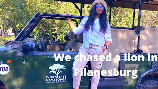 We chased a lion in Pilanesberg