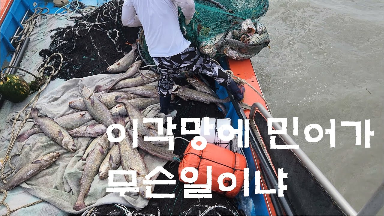 이각망에 민어가! 이런 날도 있어야지~