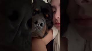 Rot Sahipleri Burda Mı ?? Şfet Öpek