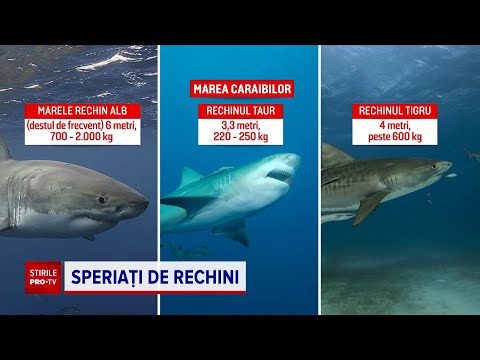 Video: Există rechini în Marea Neagră?