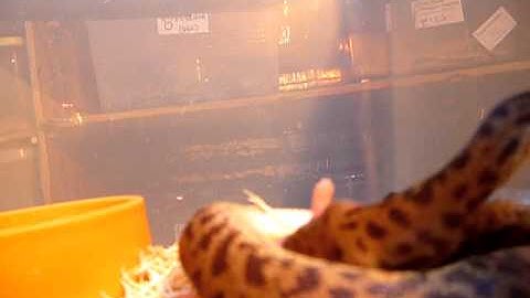 spotted python eating
